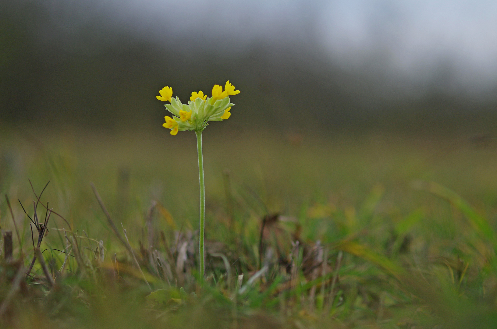 Wiesenschlüsselblume blühen 17.12.15