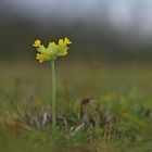 Wiesenschlüsselblume blühen 17.12.15