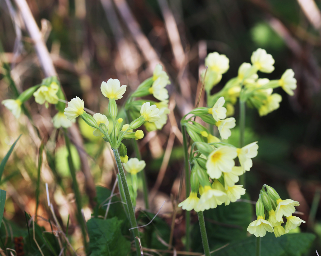 Wiesenschlüsselblume (Primula veris)