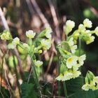 Wiesenschlüsselblumen (Primula veris)