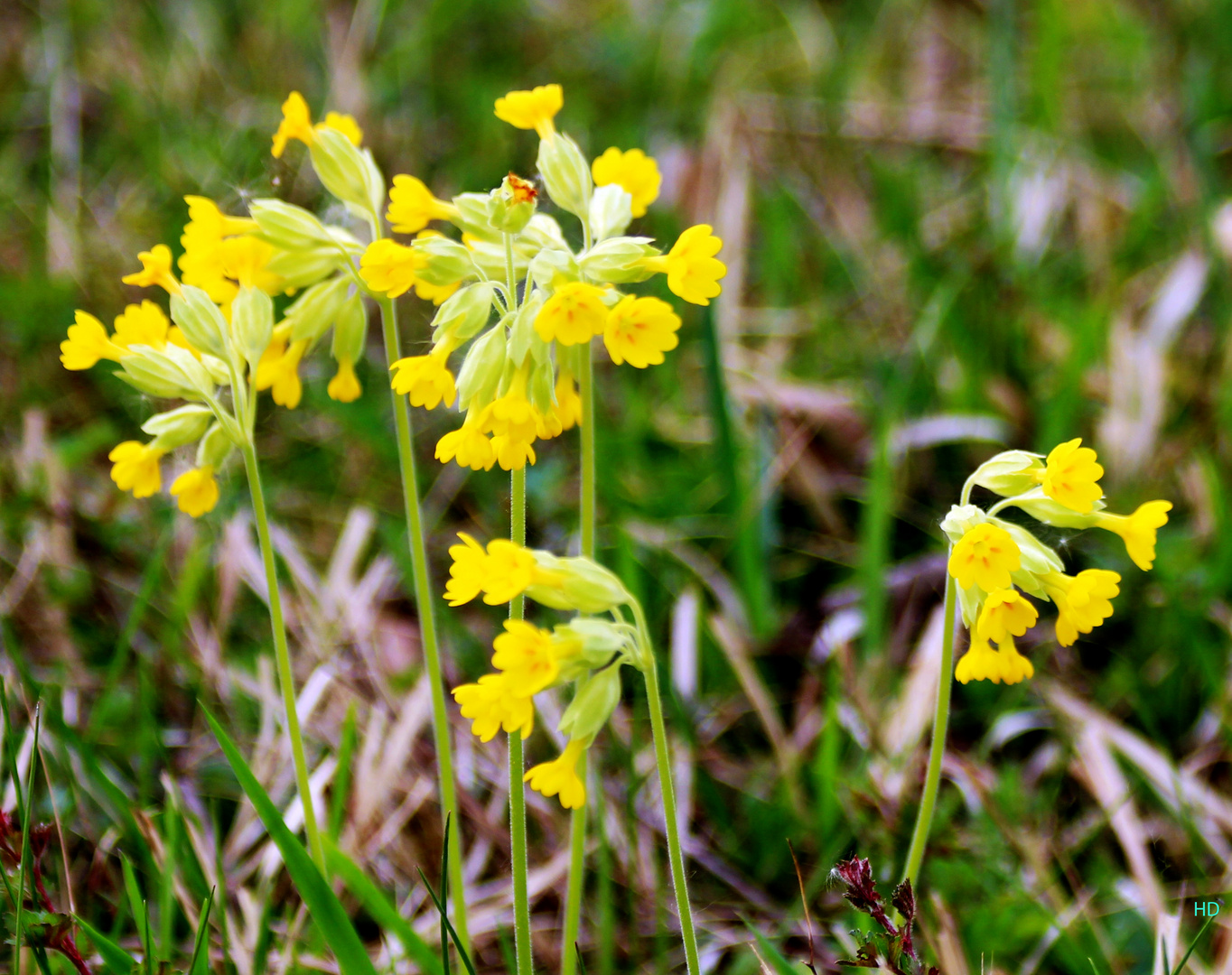 Wiesenschlüsselblumen (Primula veris)