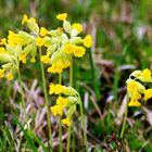 Wiesenschlüsselblumen (Primula veris)