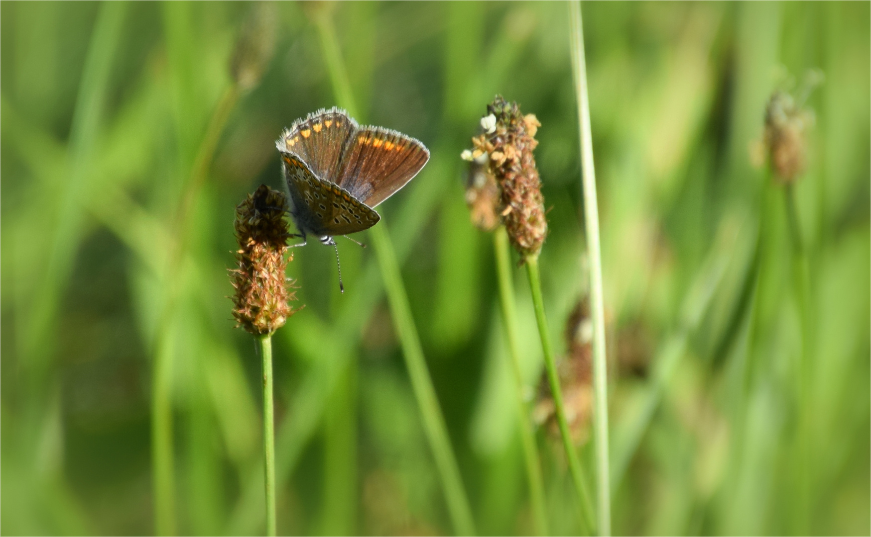 ..Wiesenschmuck..