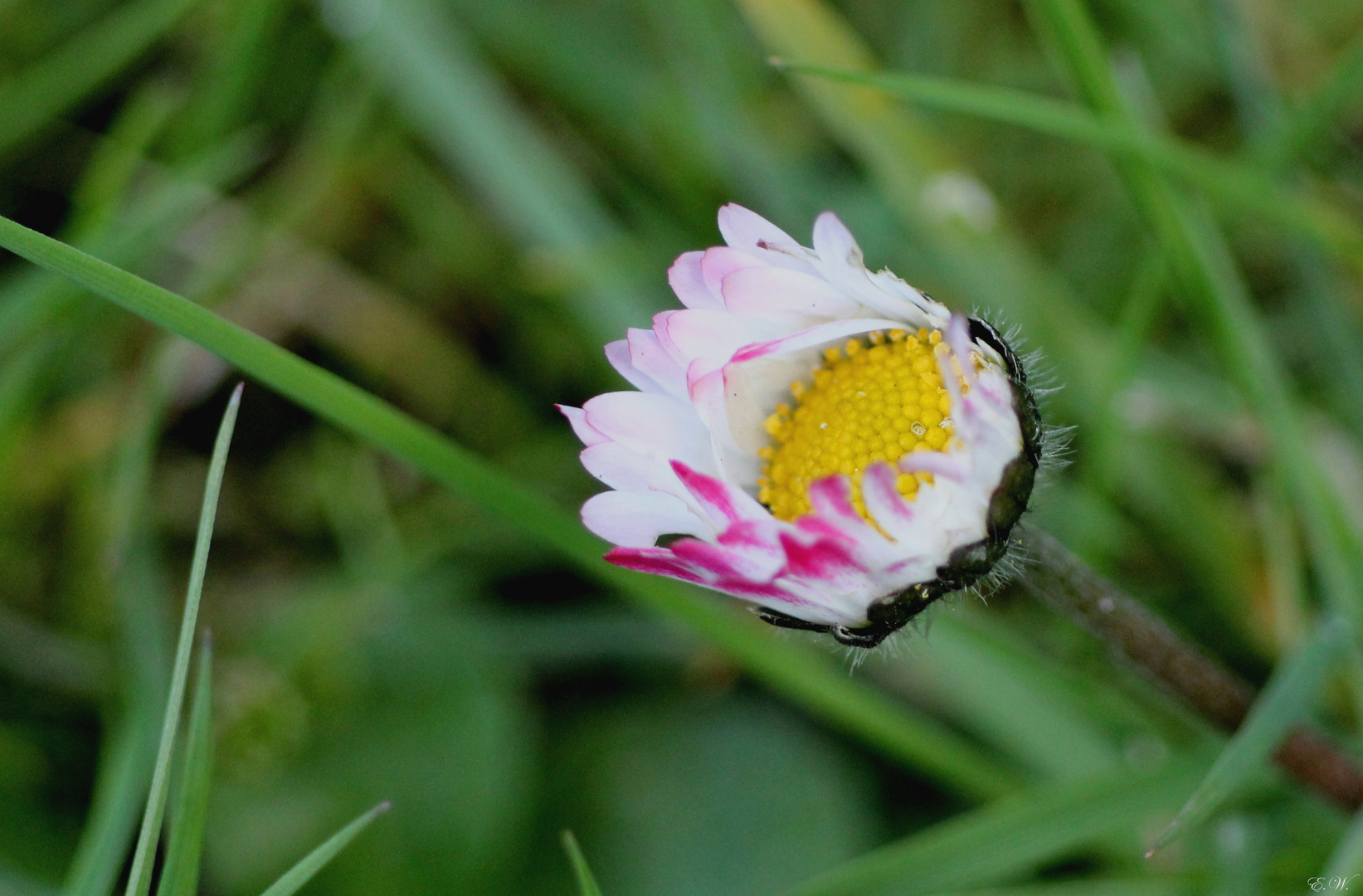 "Wiesenschmuck"