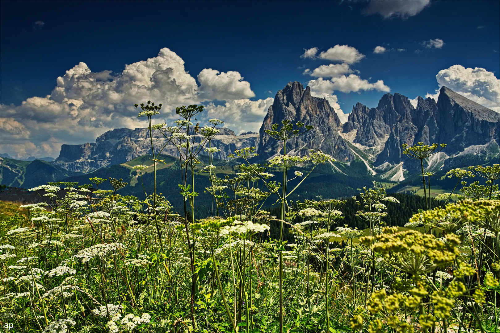 Wiesenschmuck