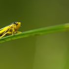 Wiesenschmuckzikade (Evacanthus interruptus)