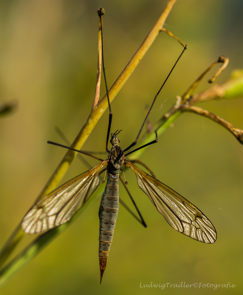 Wiesenschnake