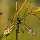 Wiesenschnake