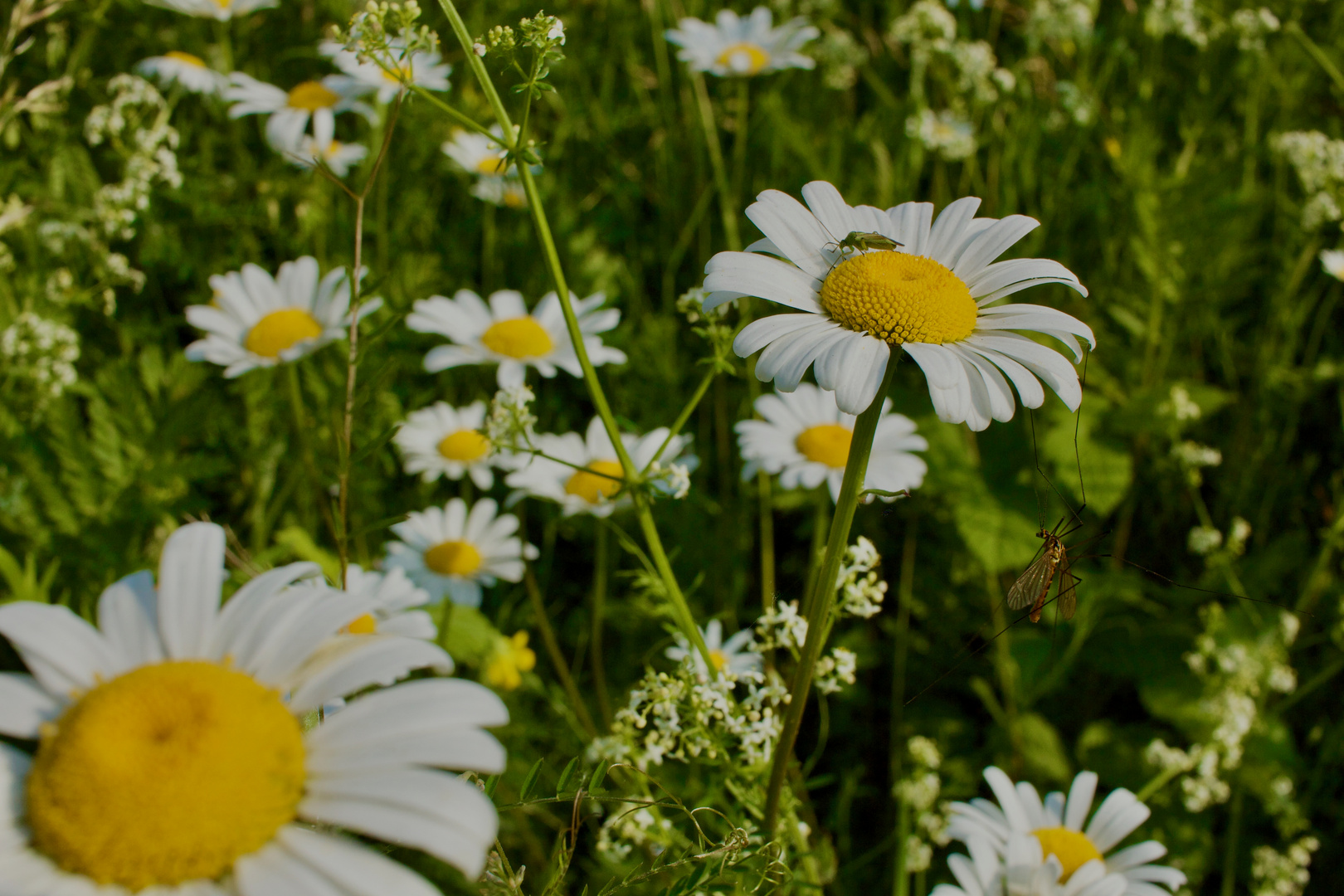 Wiesenschnake