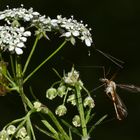 Wiesenschnake