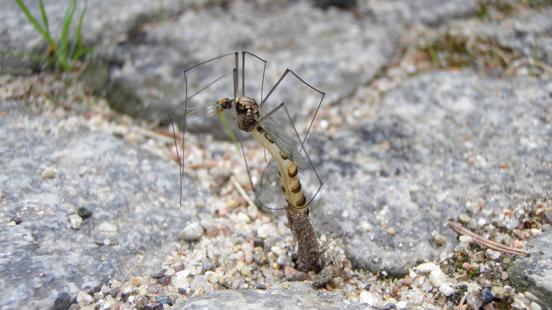 Wiesenschnake