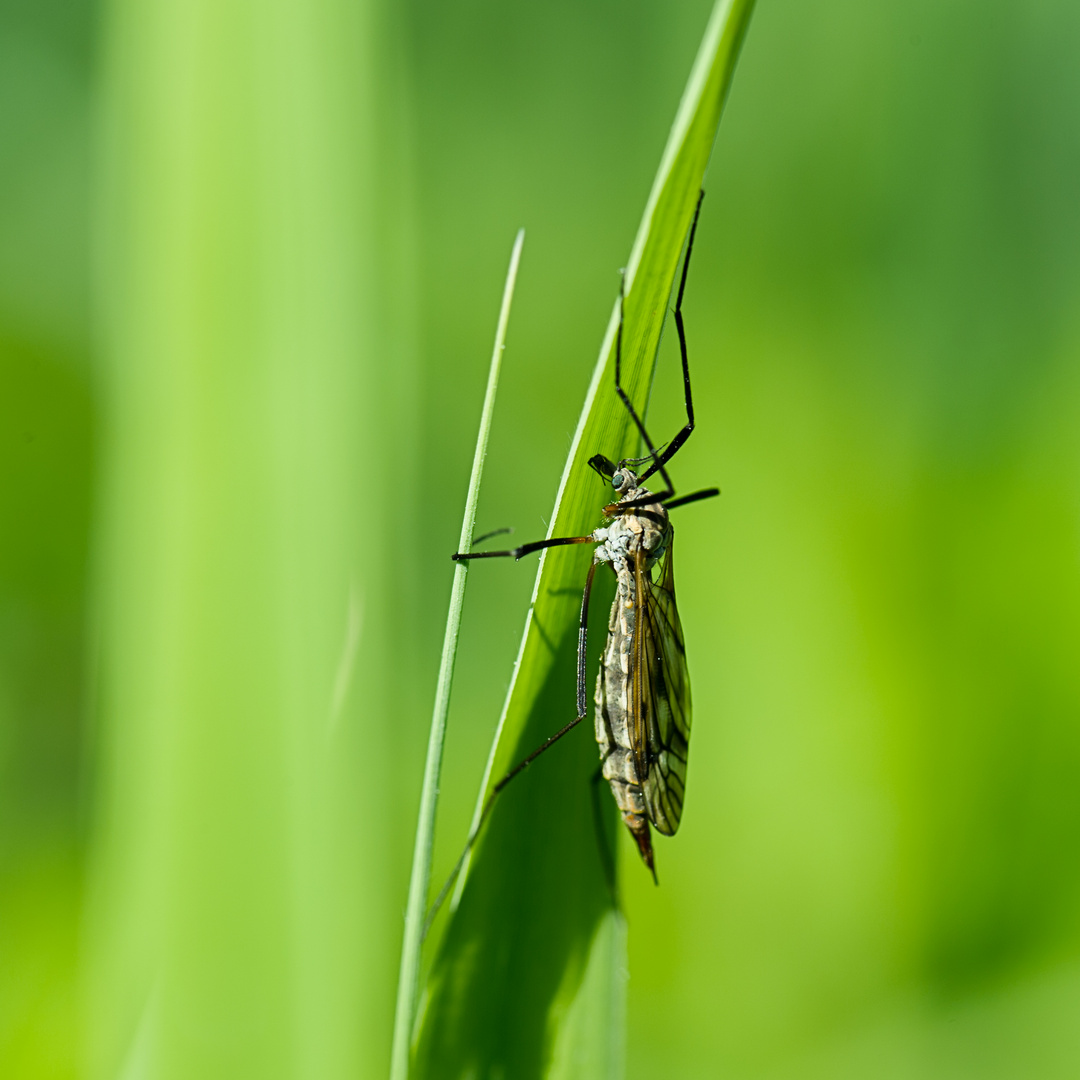 Wiesenschnake