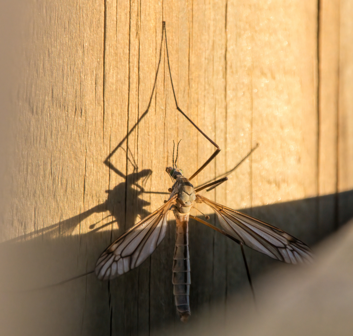 Wiesenschnake in der Abendsonne