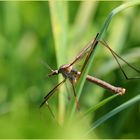 Wiesenschnake. (Männchen)