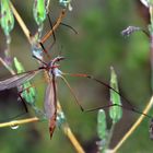 Wiesenschnake, Männchen,  in Ruhestellung