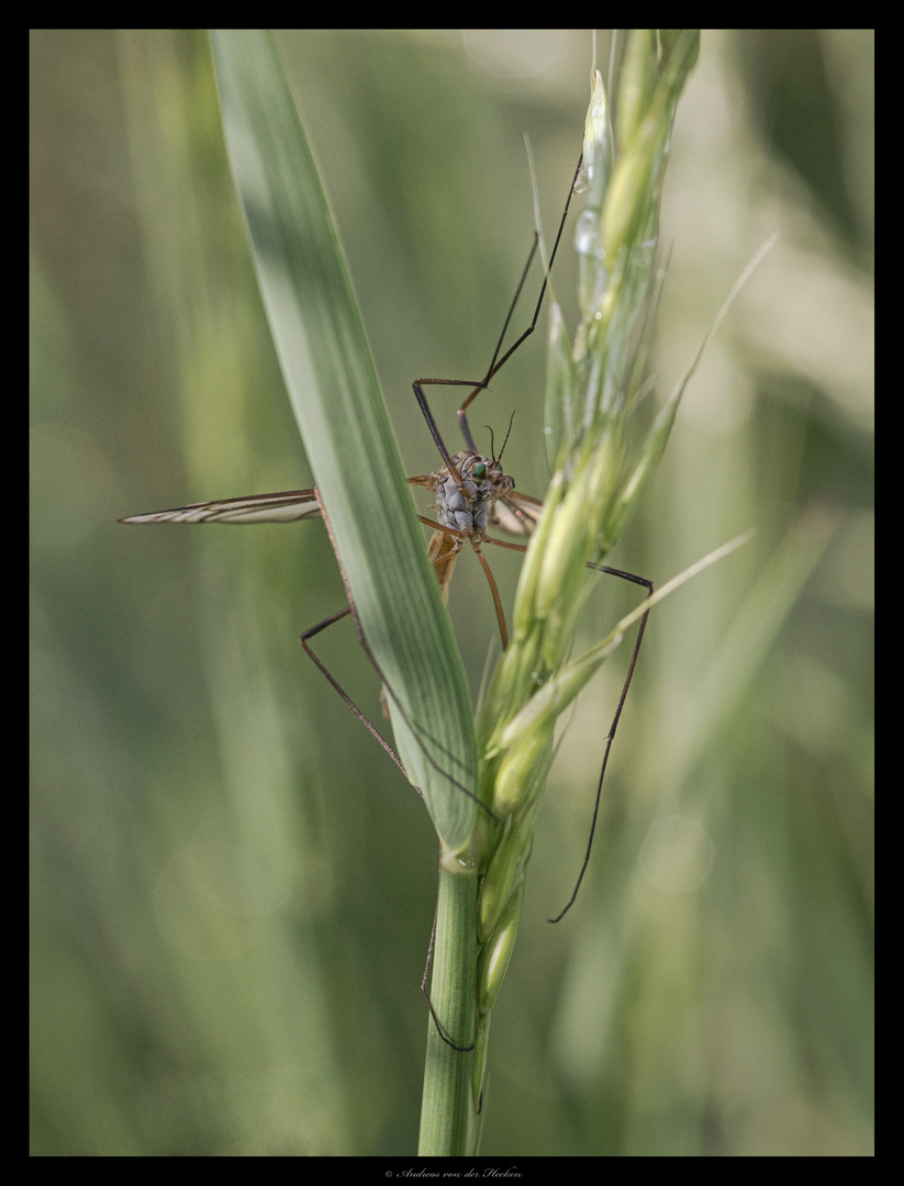 Wiesenschnake (Tipula Paludosa)