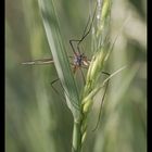 Wiesenschnake (Tipula Paludosa)