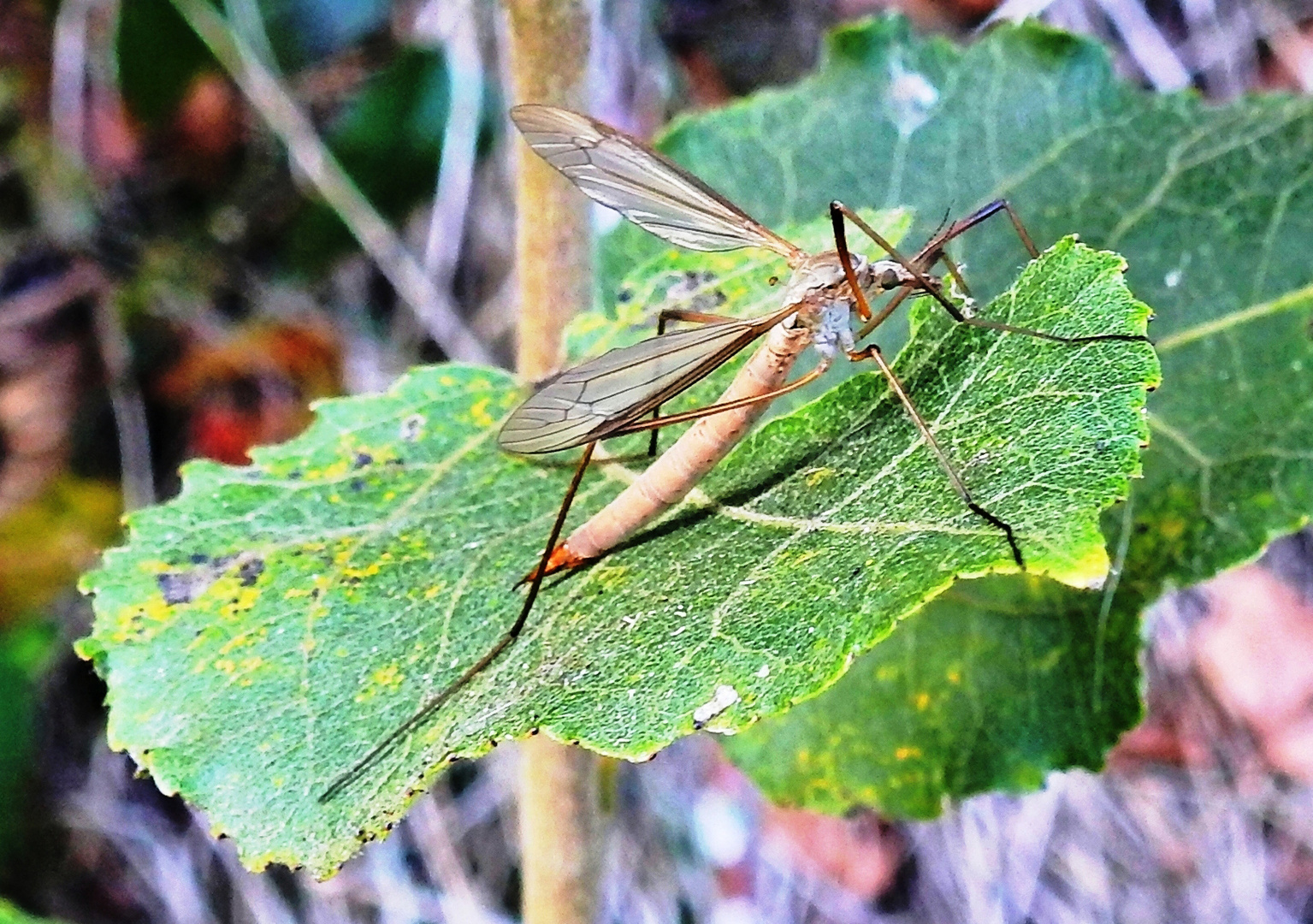 Wiesenschnake ( Tipula paludosa )