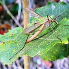 Wiesenschnake ( Tipula paludosa )