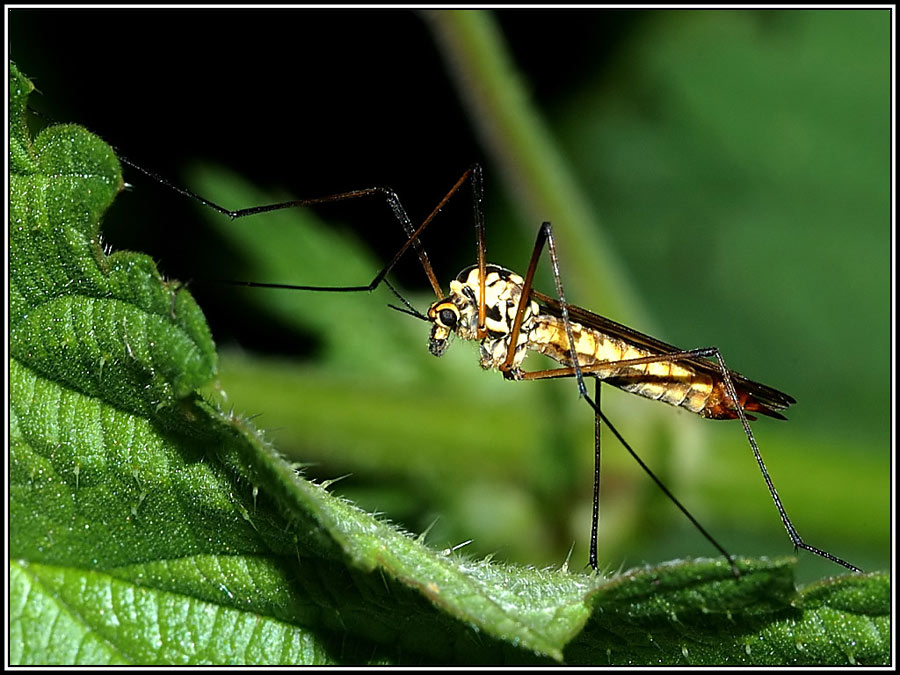 Wiesenschnake_Tipula crocata