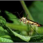 Wiesenschnake_Tipula crocata