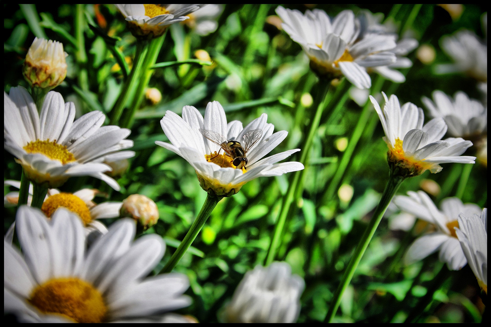 Wiesenschnappschuss