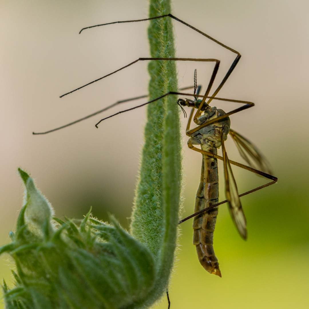 Wiesenschnarcke-1