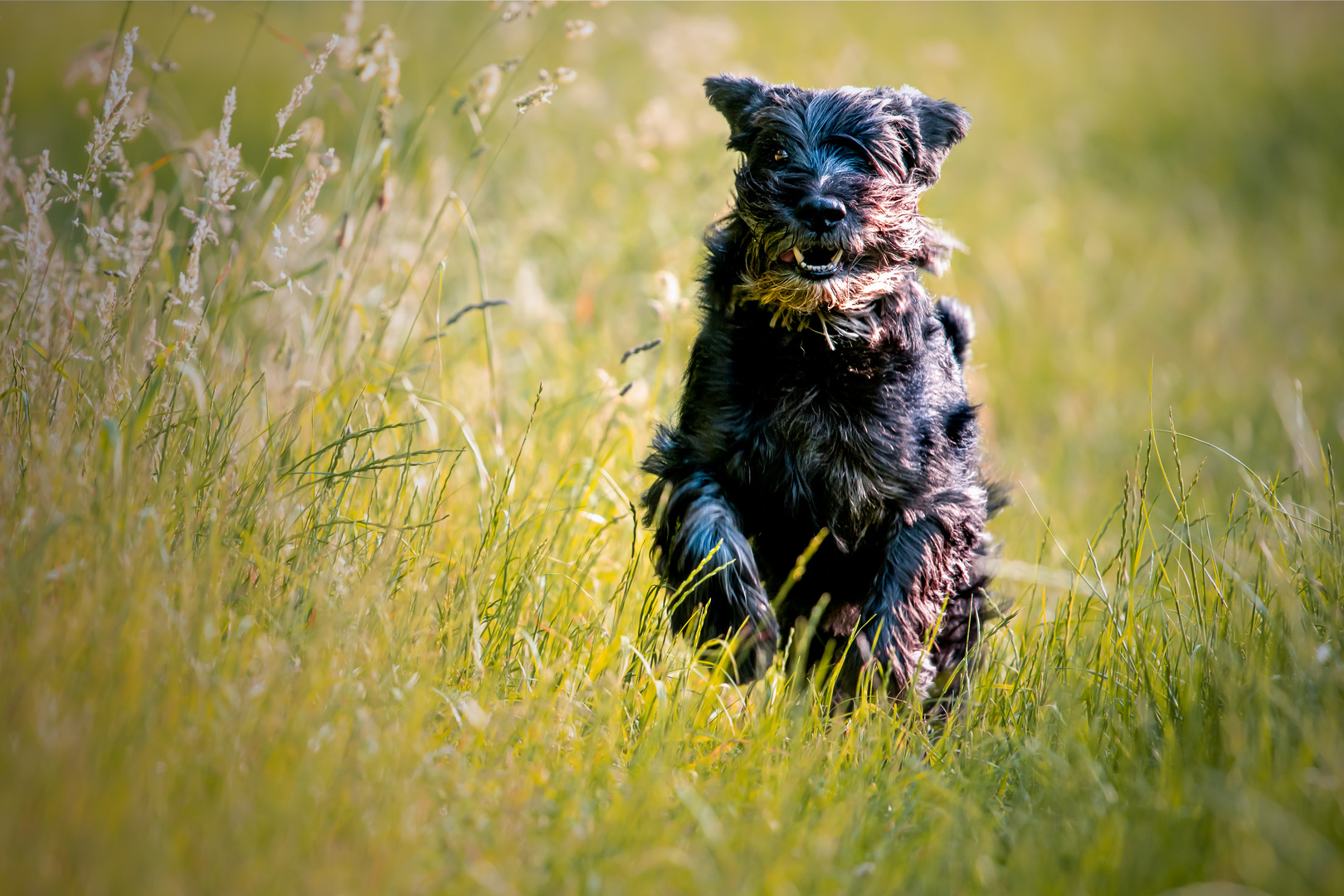 Wiesenschnauzer