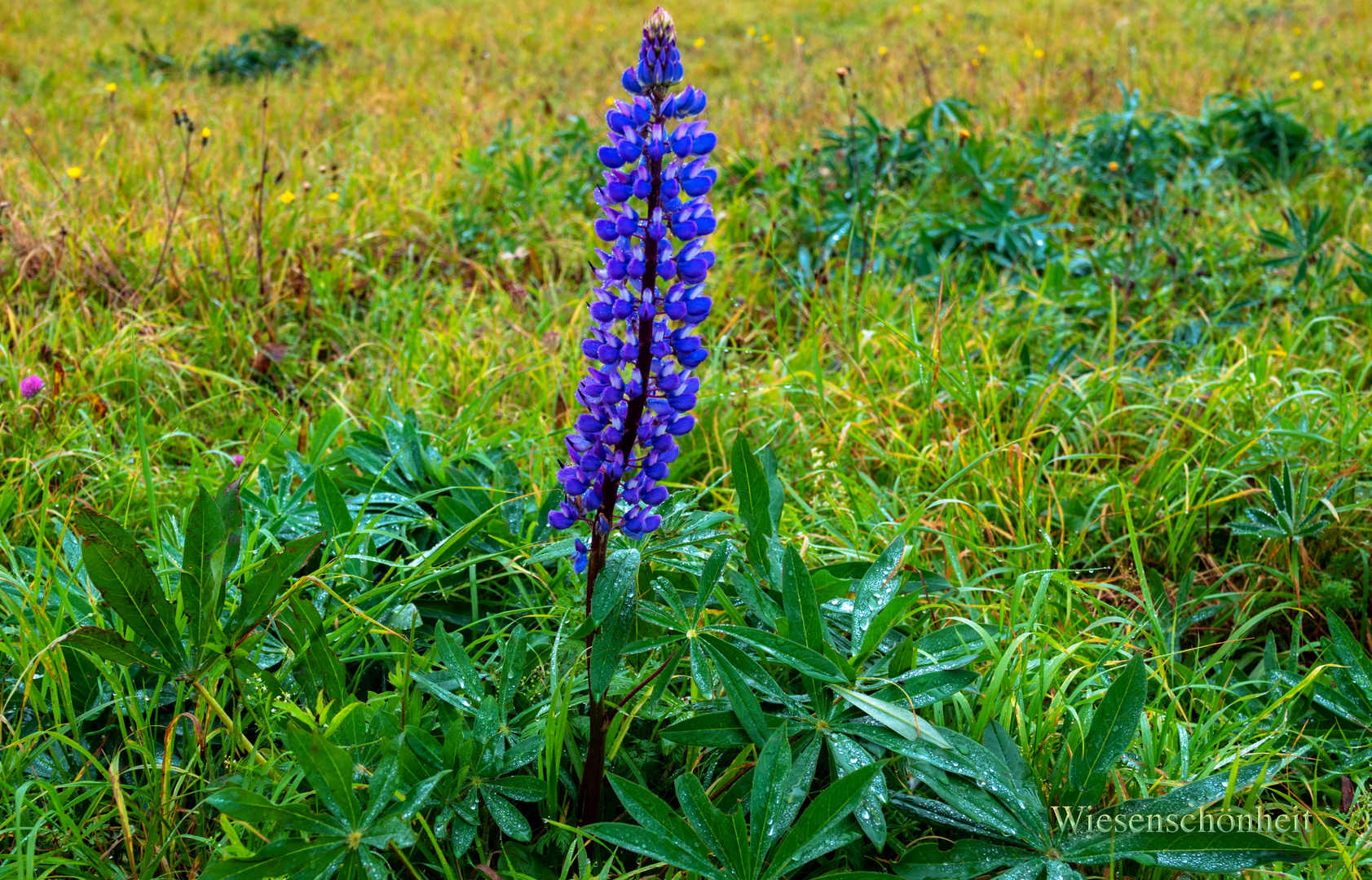 Wiesenschöheit Lupine