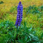 Wiesenschöheit Lupine