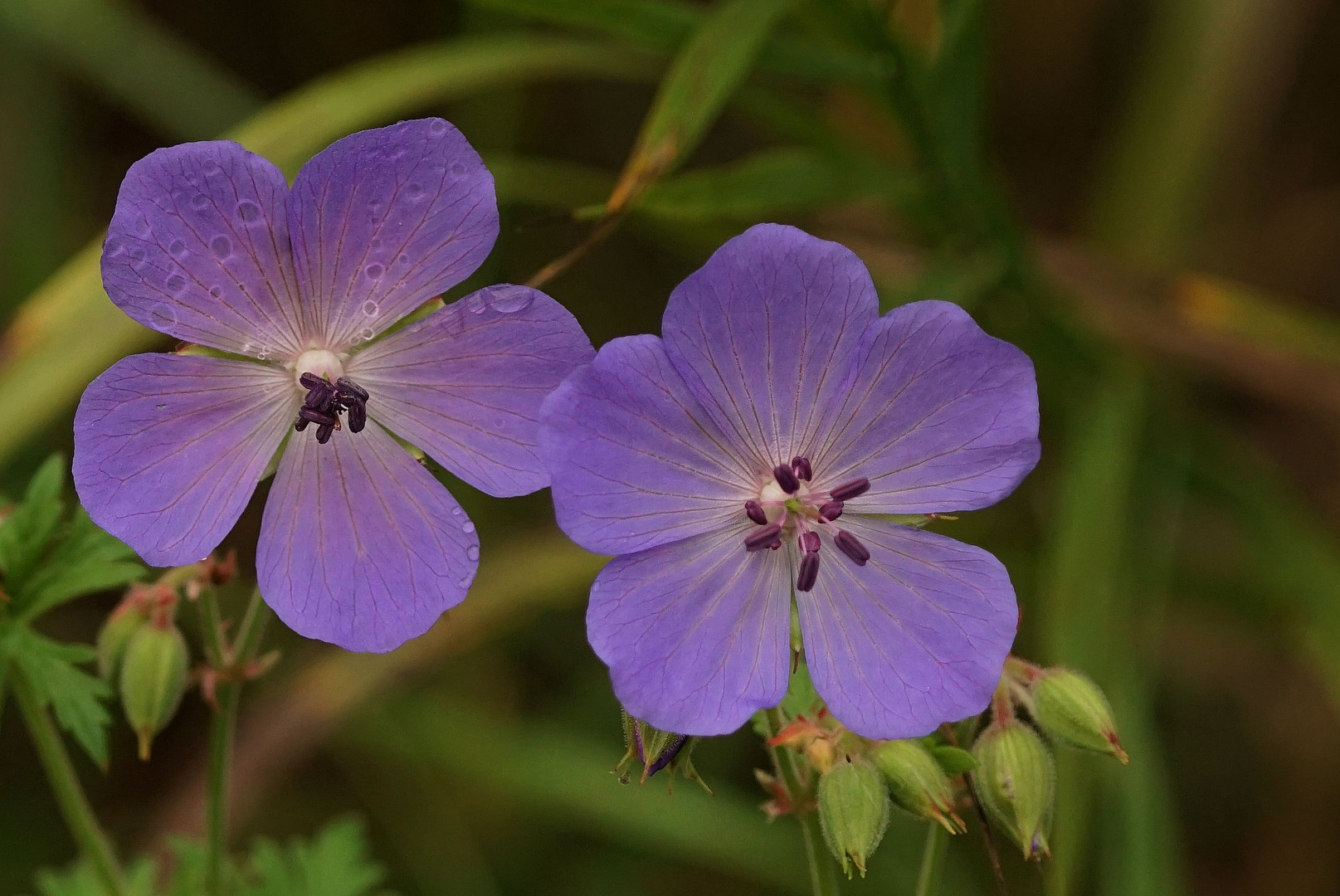 Wiesenschönheit