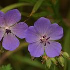 Wiesenschönheit