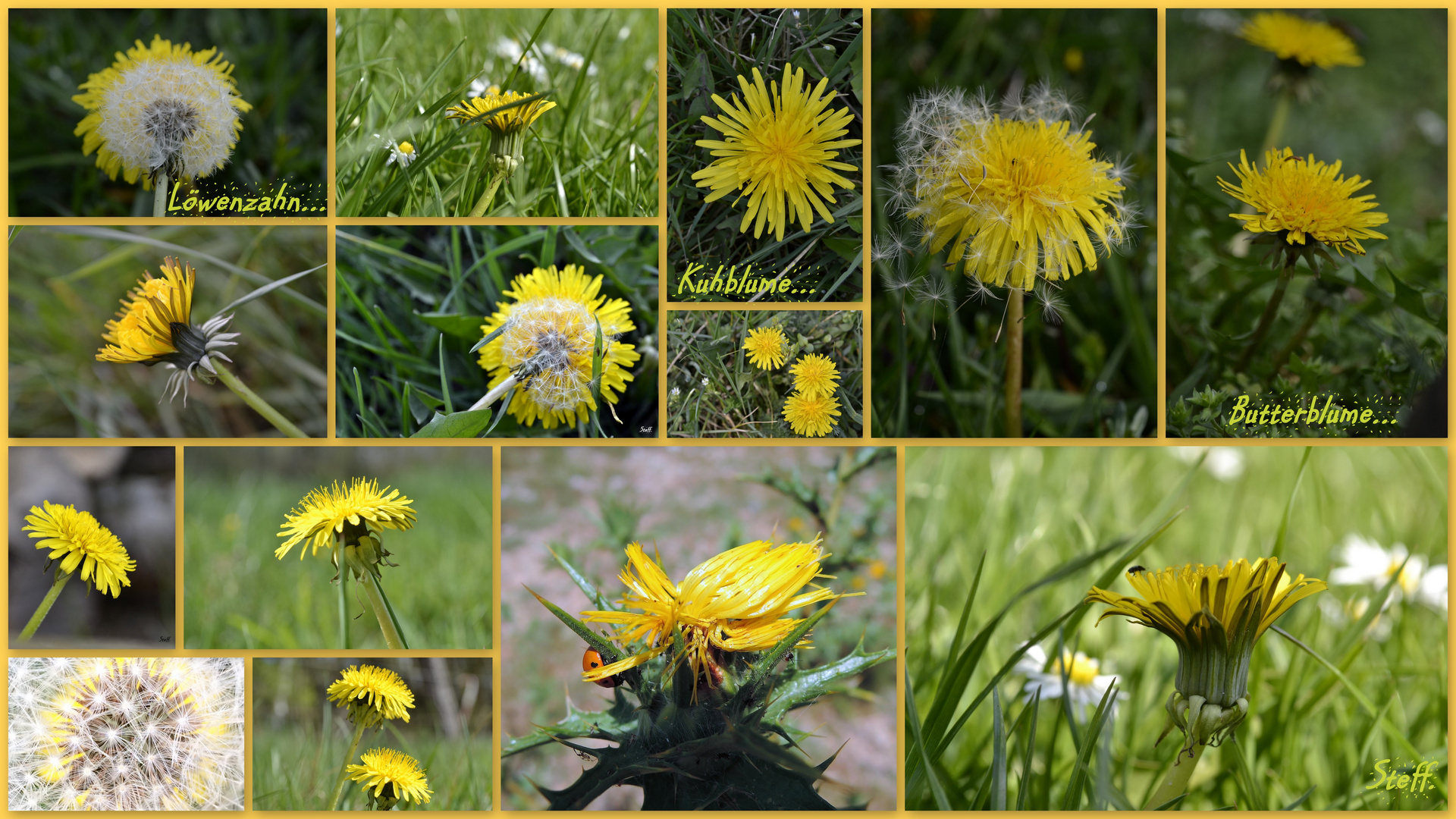 Wiesenschönheit