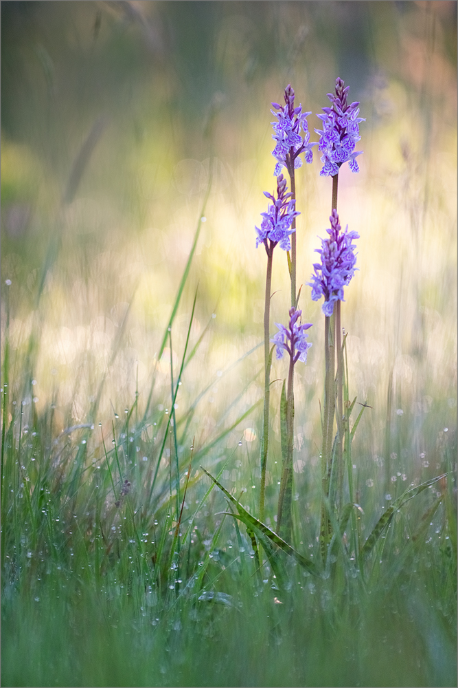 Wiesenschönheit