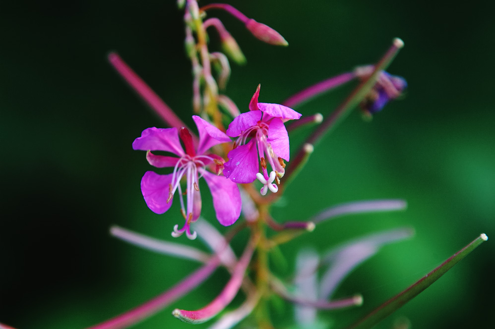 Wiesenschönheit