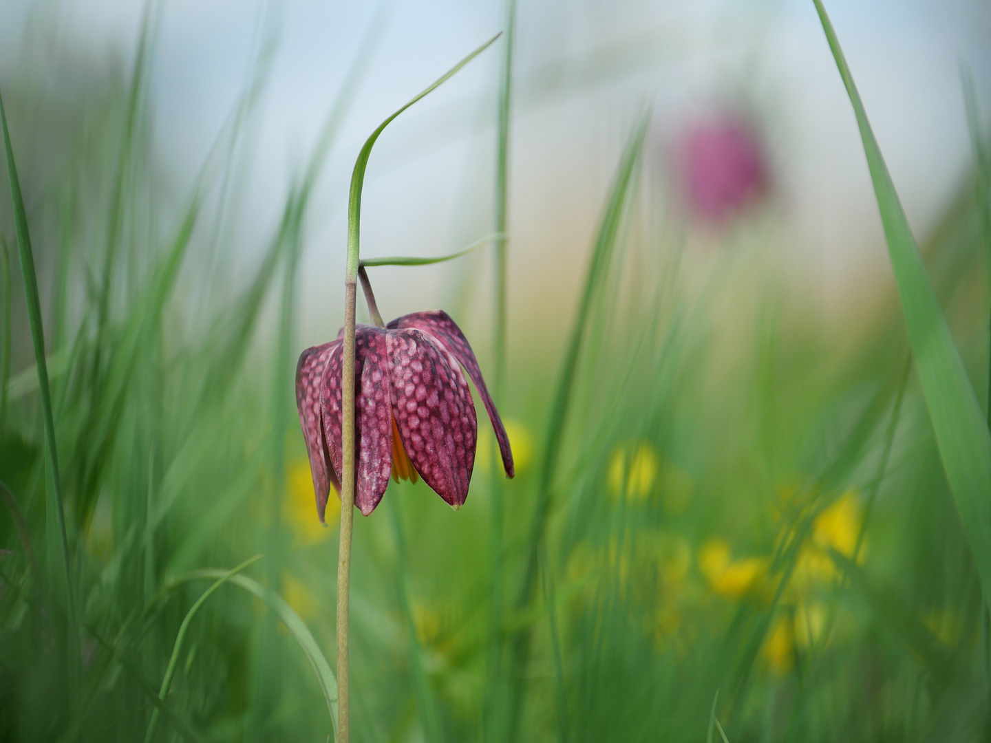 Wiesenschönheit