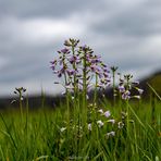 Wiesenschönheit