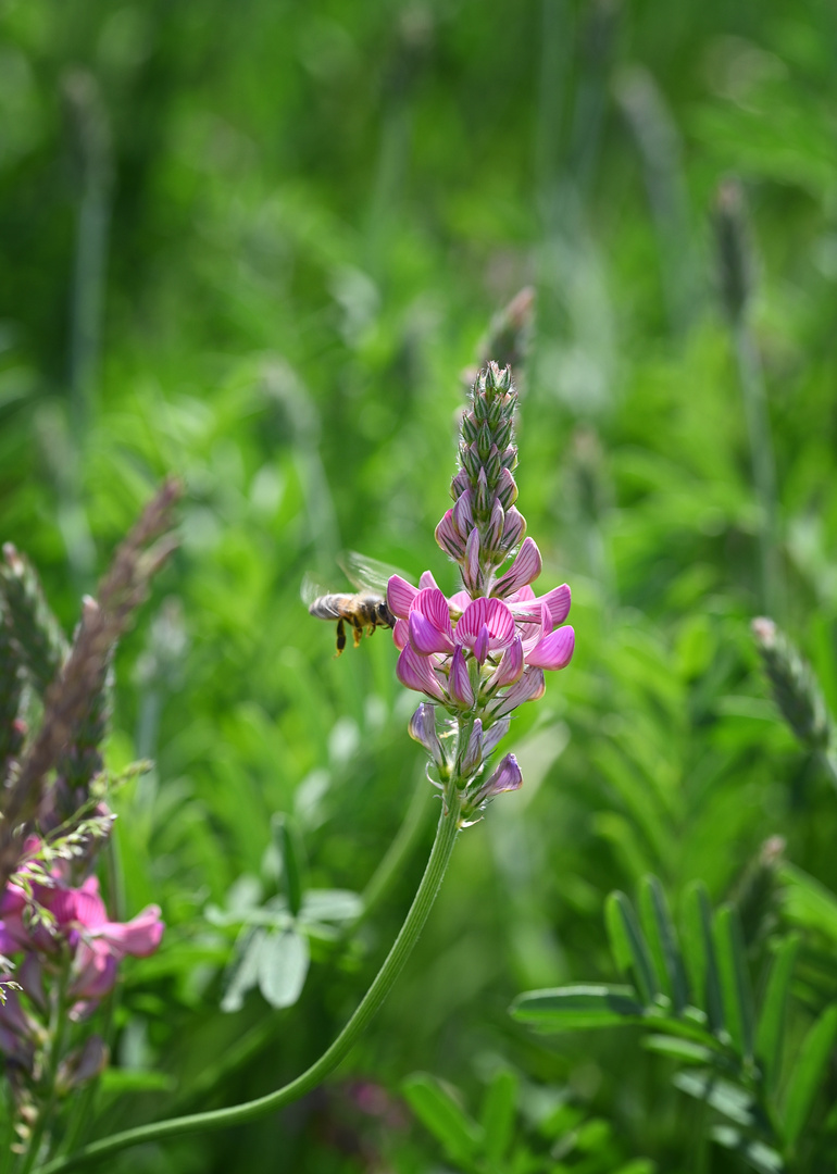 Wiesenschönheit