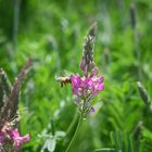 Wiesenschönheit