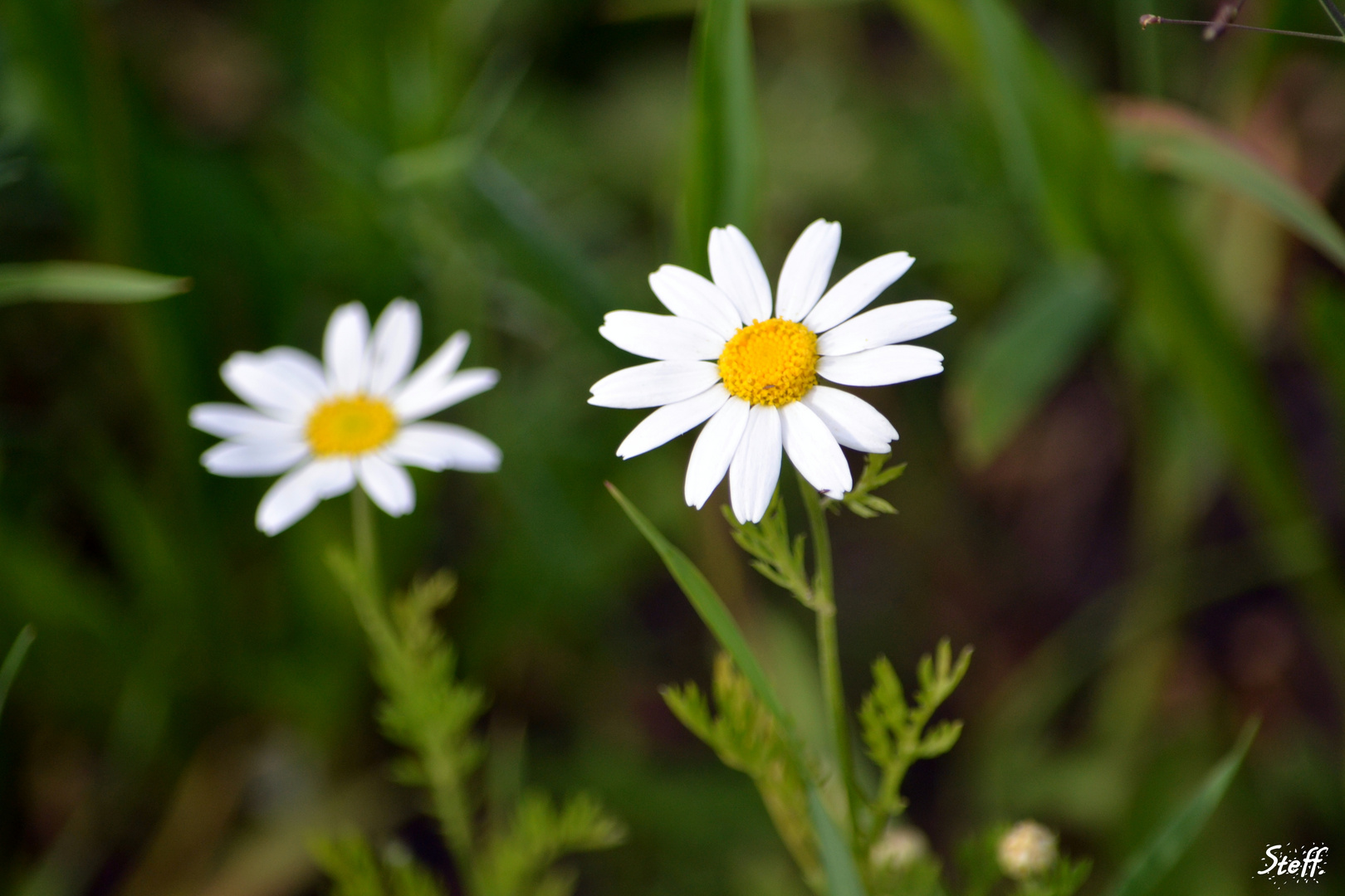 Wiesenschönheit