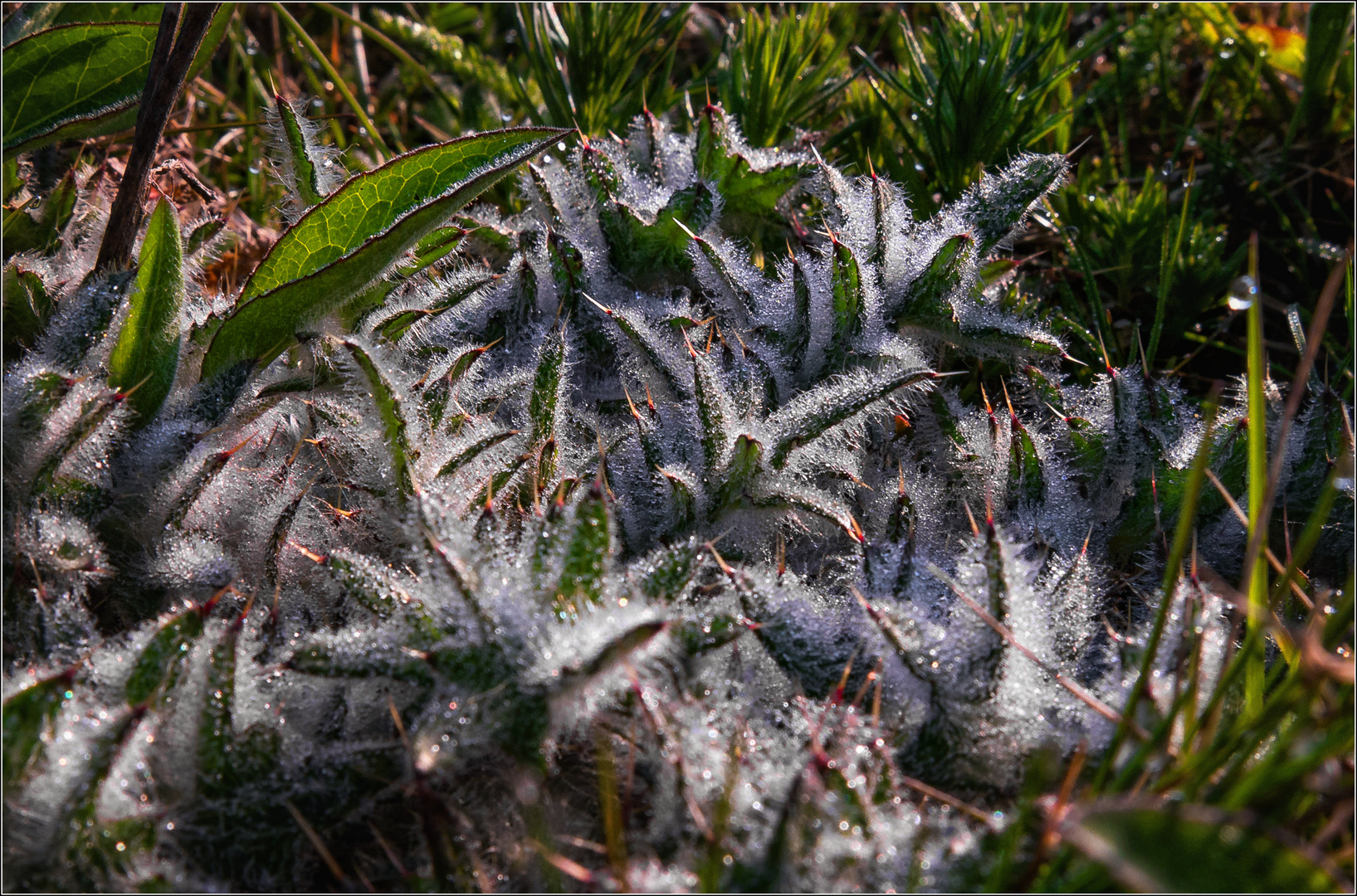 ... Wiesenschönheit ...