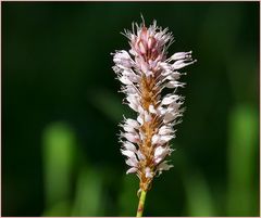 Wiesenschönheit