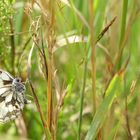 Wiesenschönheit