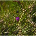 WIESENSCHÖNHEIT