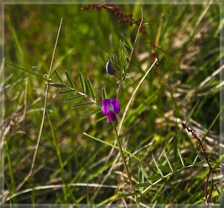 WIESENSCHÖNHEIT