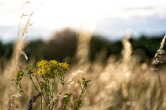 Wiesenschönheit