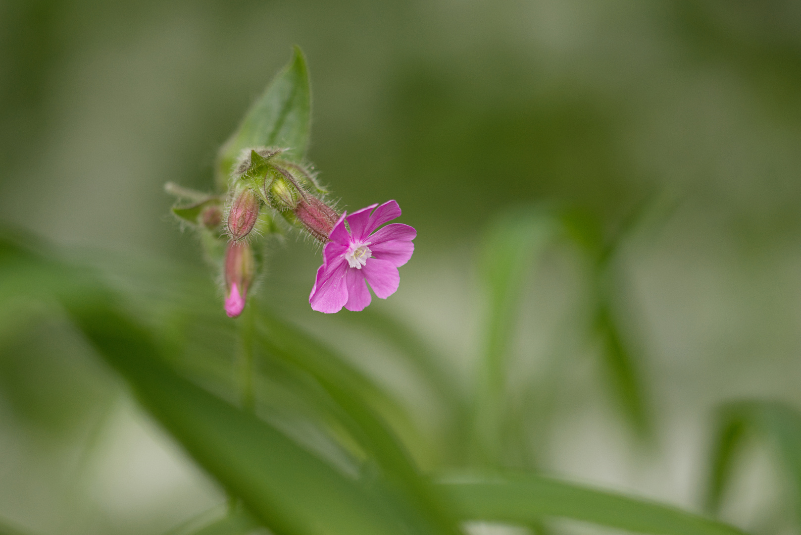 Wiesenschönheit