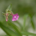 Wiesenschönheit