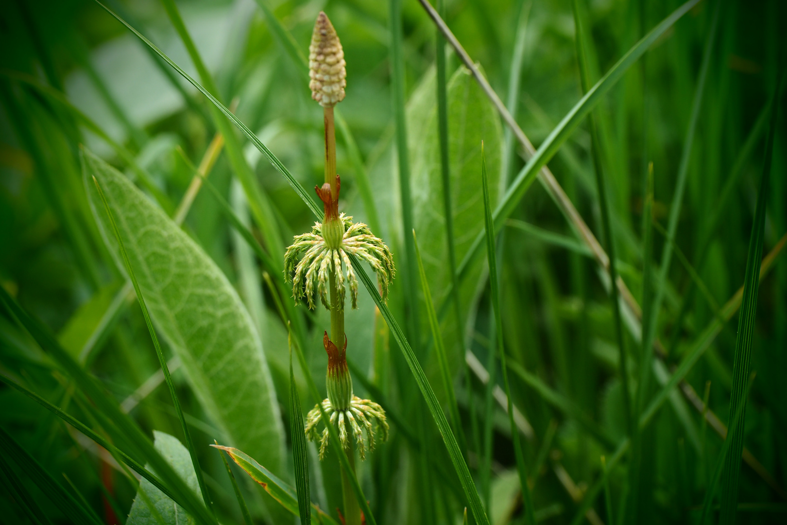 Wiesenschönheit