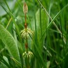 Wiesenschönheit